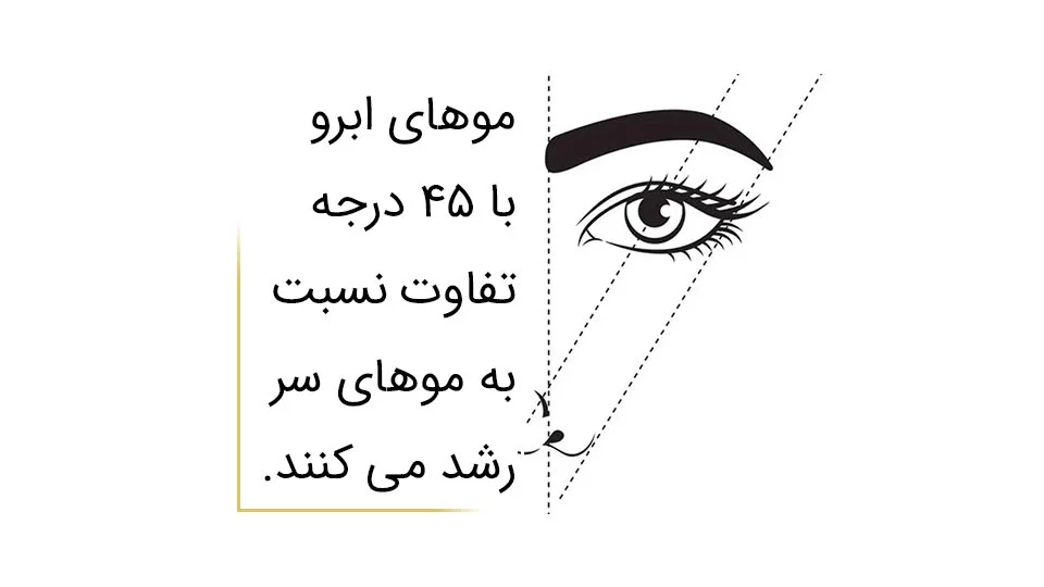 زاویه رشد ابرو