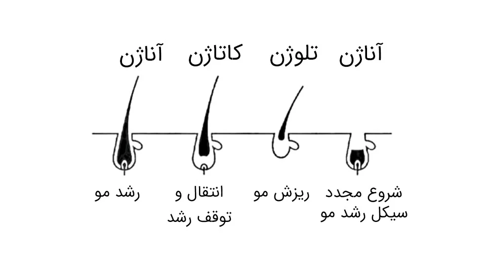 مراحل رشد مو